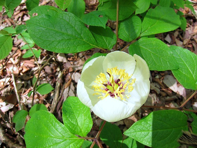 最近の花