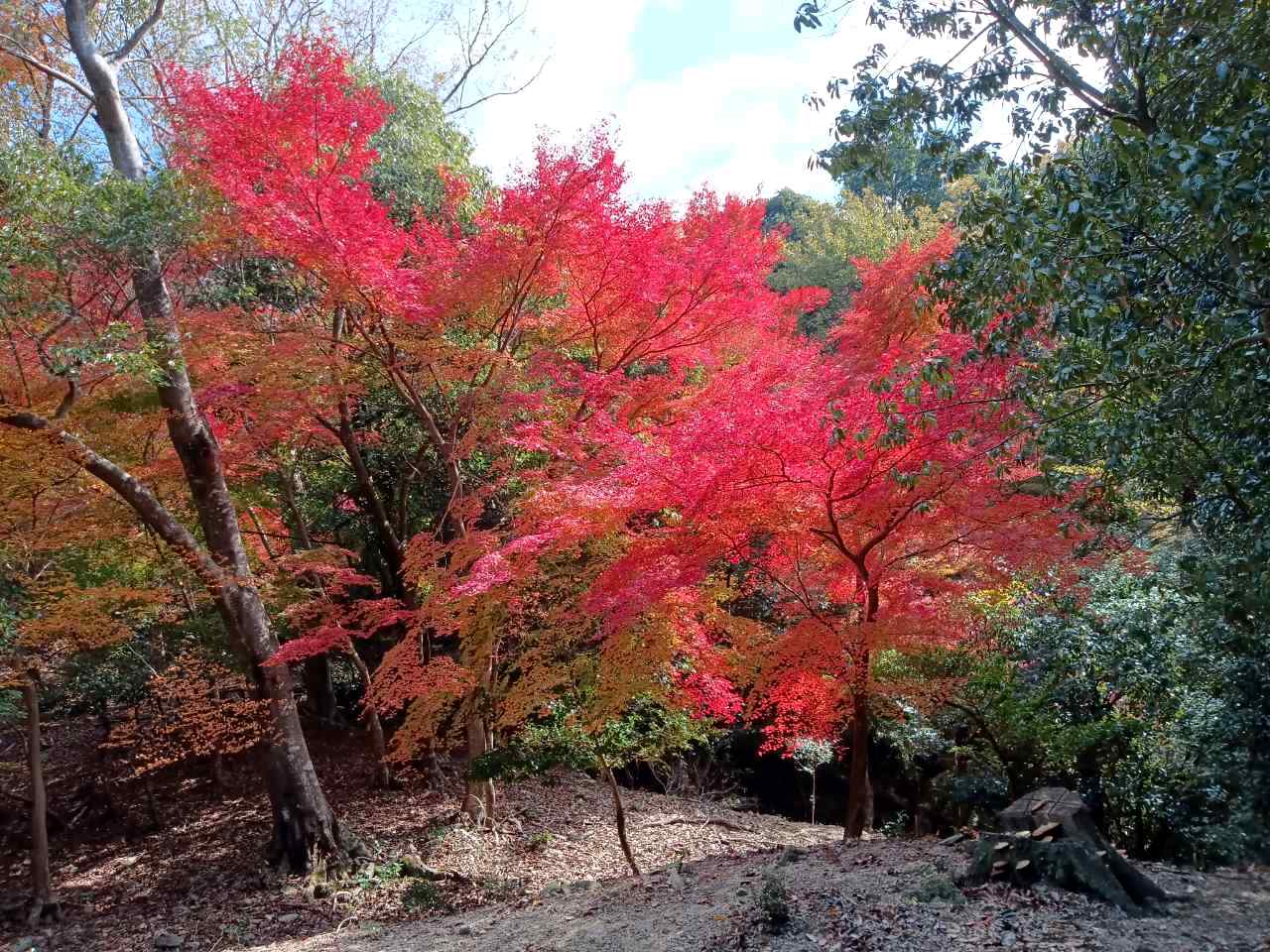 写真