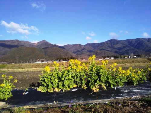 ＴＯＰ写真