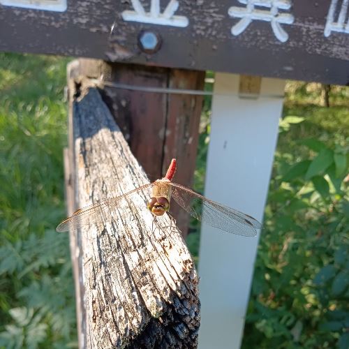 写真