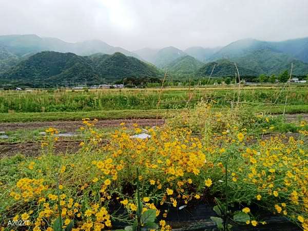 Top_photo