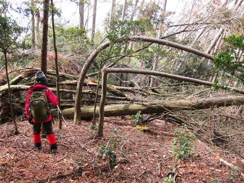 ＴＯＰ写真