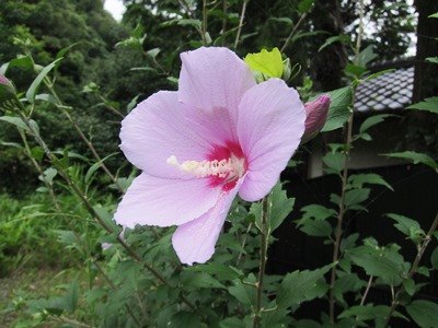 ムクゲの花