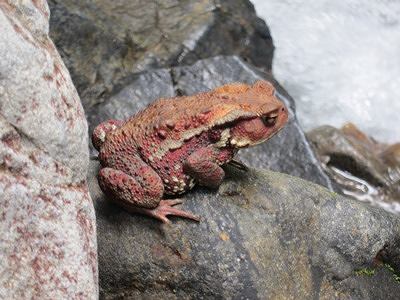 ヒキガエル