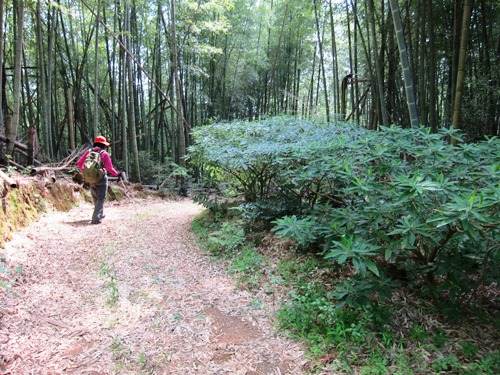 ＴＯＰ写真