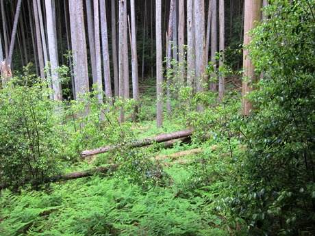 写真