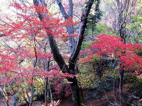 写真