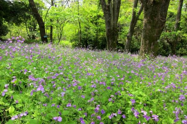 ＴＯＰ写真