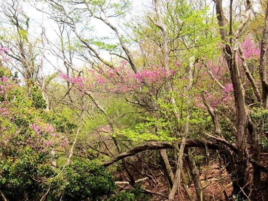 ＴＯＰ写真